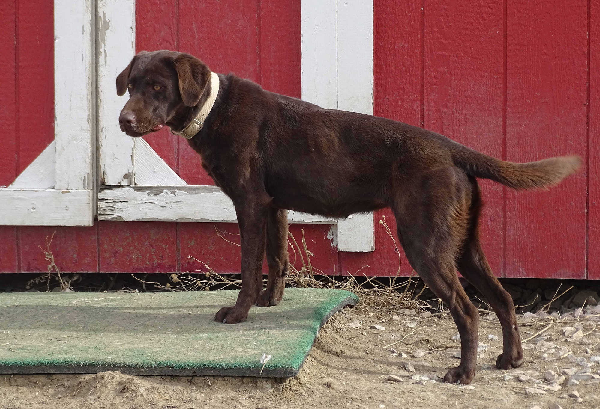 Riley AKC Chocolate Lab mama