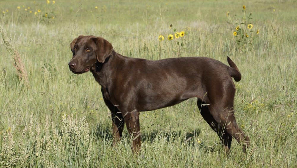 AKC Chocolate lab puppies