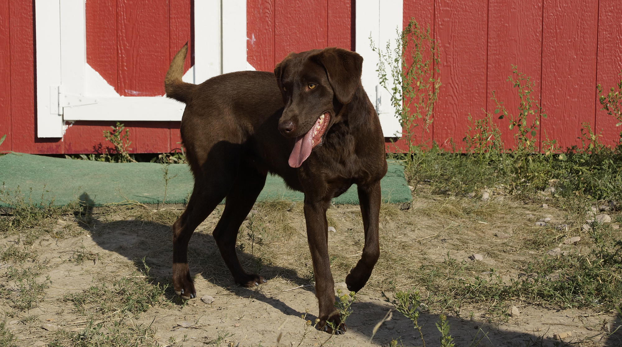 AKC Chocolate Labrador Retriever puppies