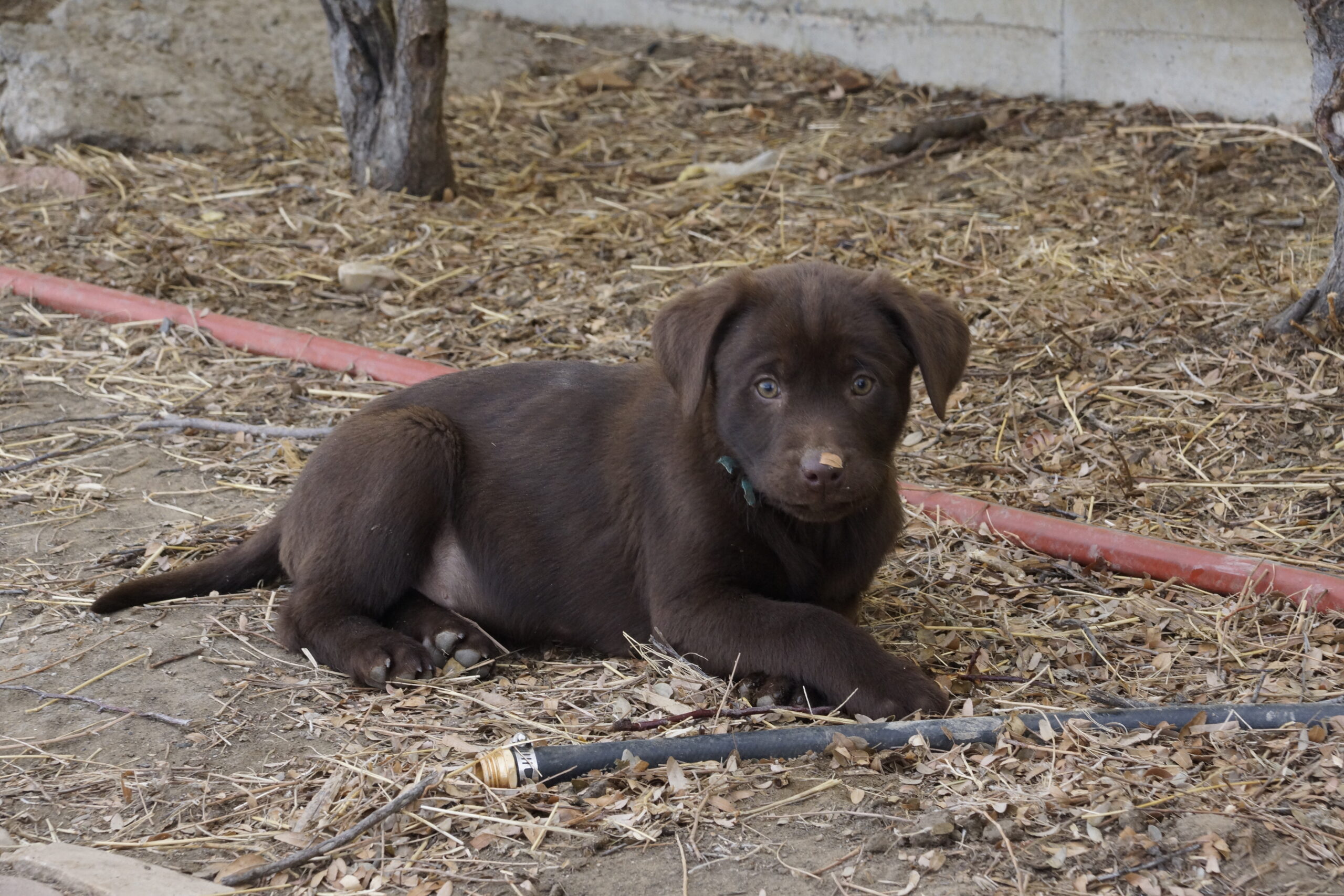 AKC Chocolate lab puppies and doodles