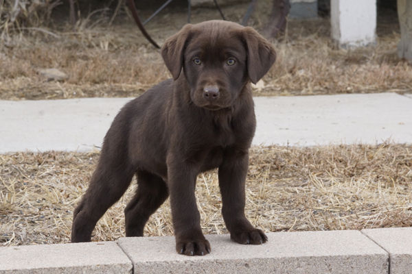 AKC Chocolate Labrador Retriever puppies