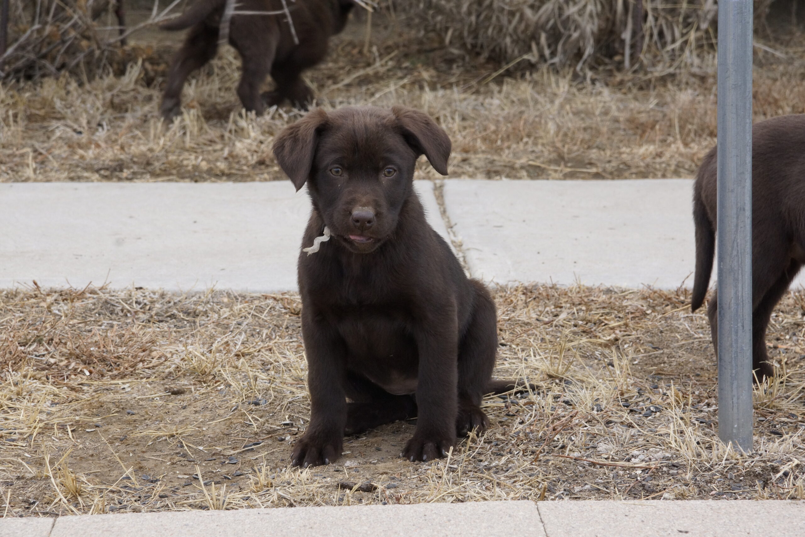 AKC Chocolate lab puppies and doodles