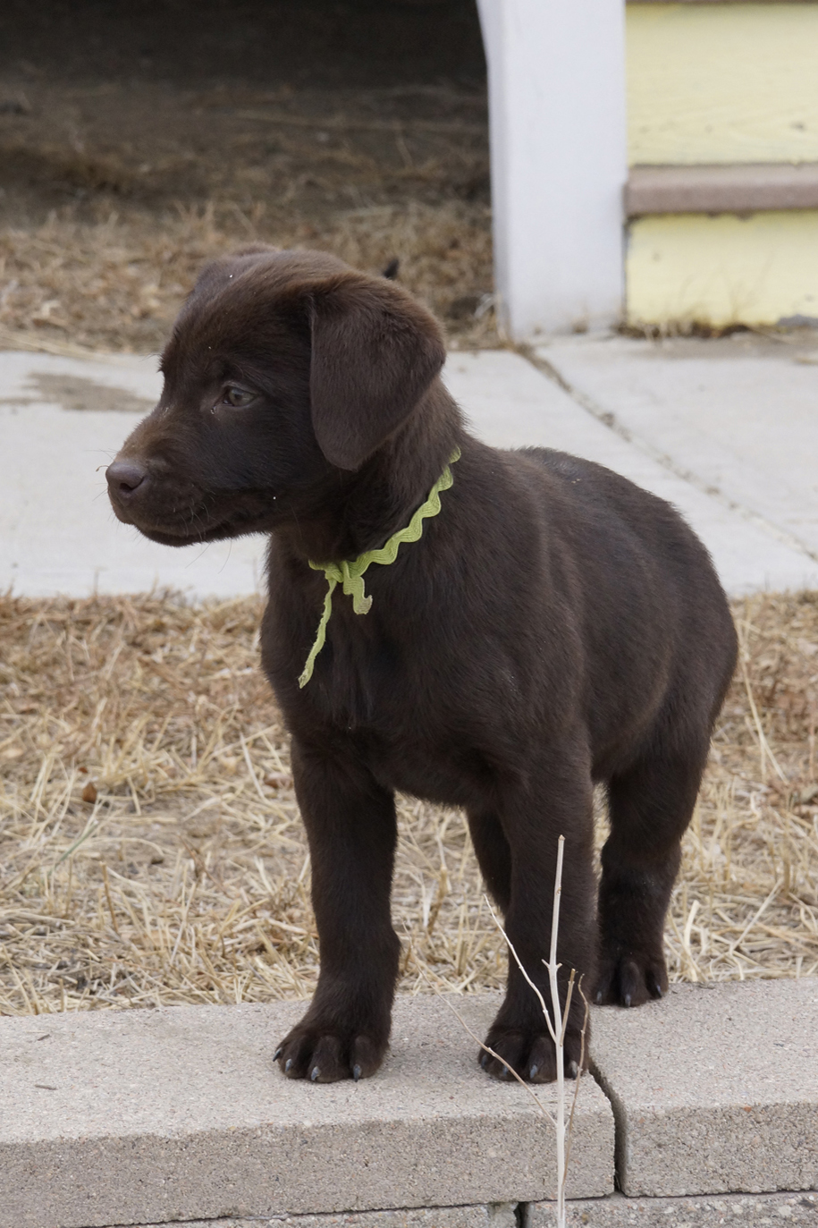 AKC Chocolate Lab puppies and doodles