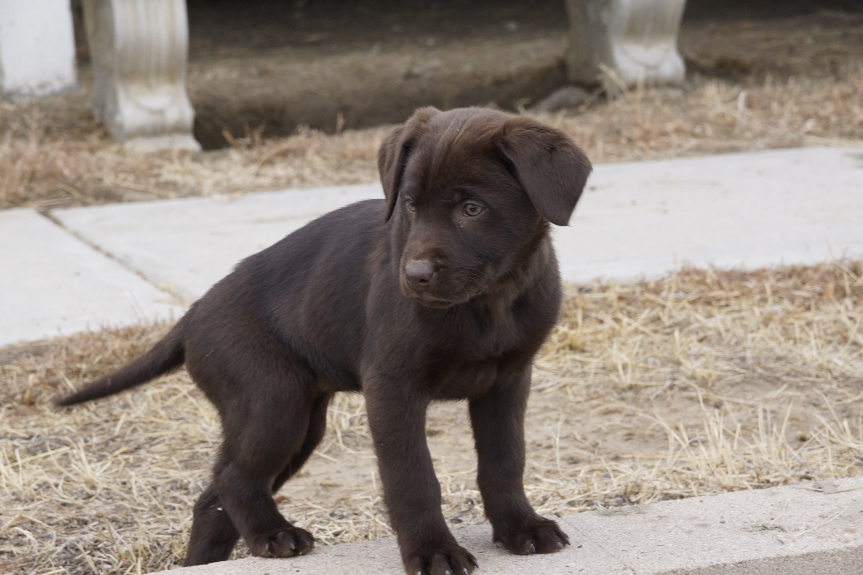 Chocolate puppy AKC Chocolate Lab puppies and doodles