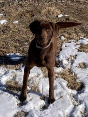 AKC Chocolate Lab puppies