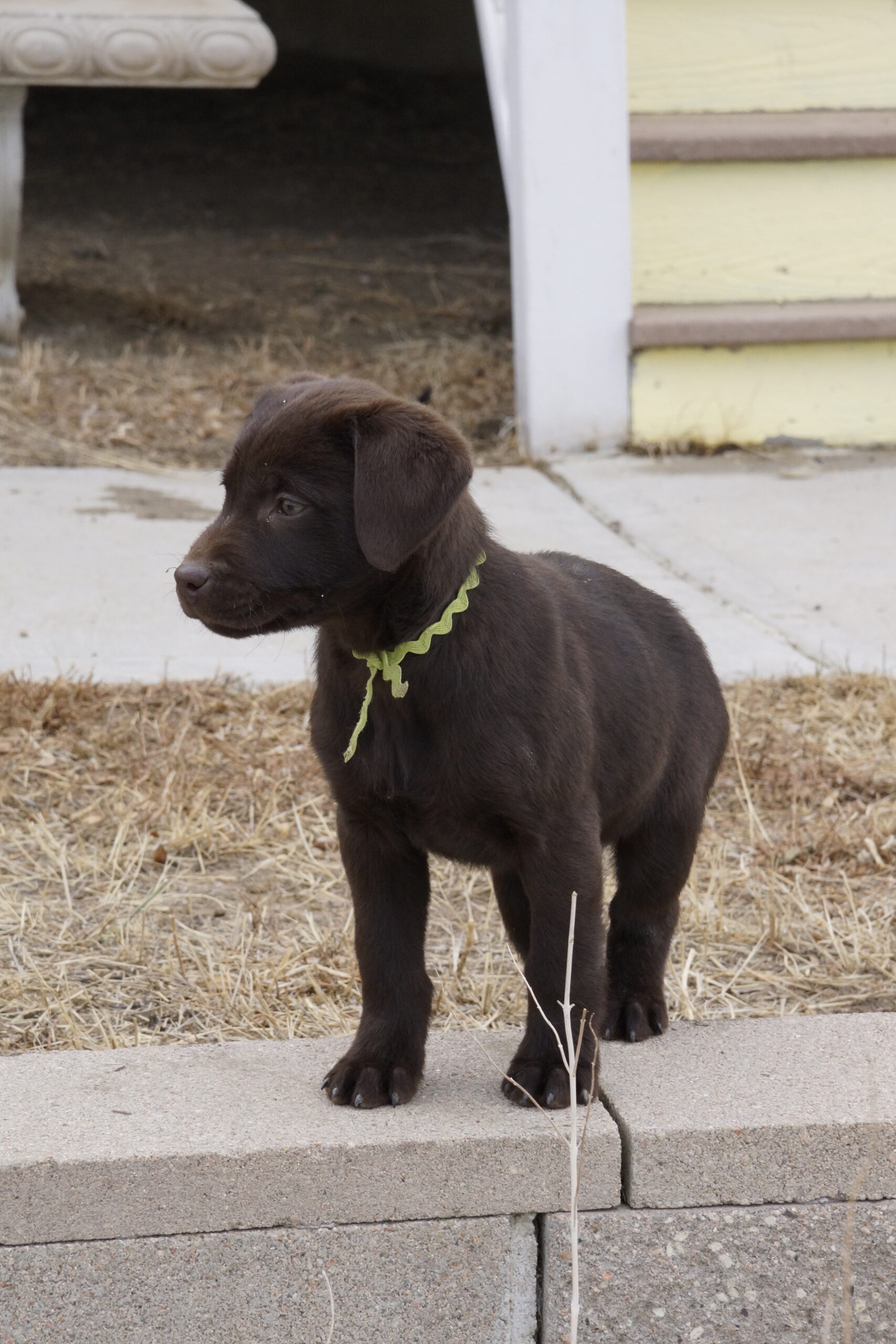 AKC Chocolate Lab puppies and doodles
